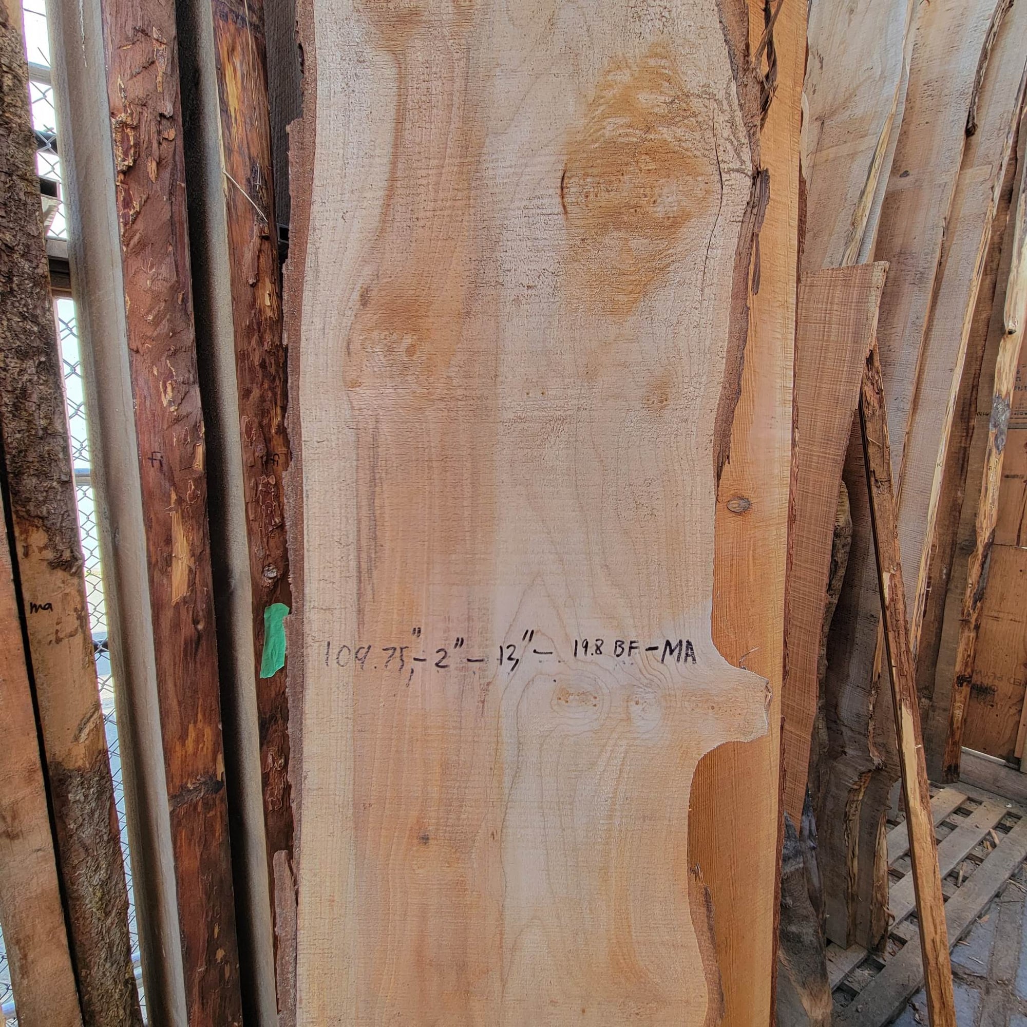 Big Leaf Maple